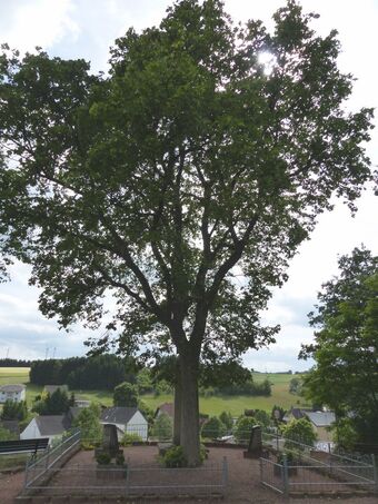 Fohren-Linden