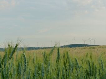 Fohren-Linden